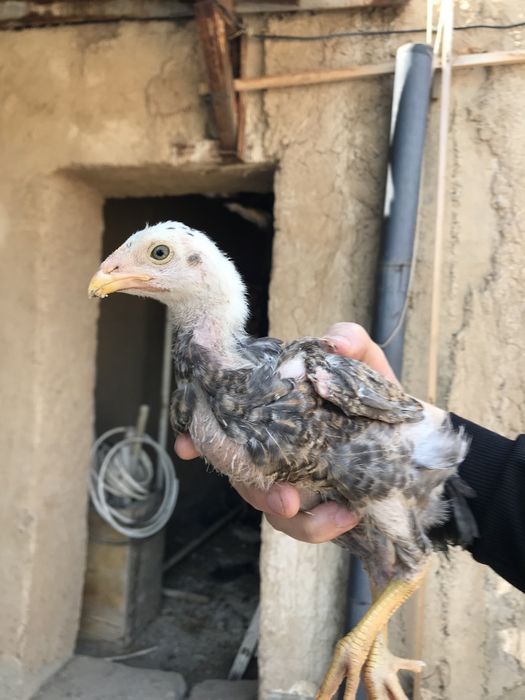 Iphone 11 garantiya 1 yil