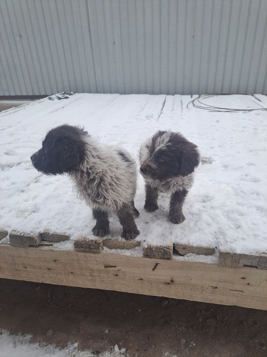 Сабака руски спанель