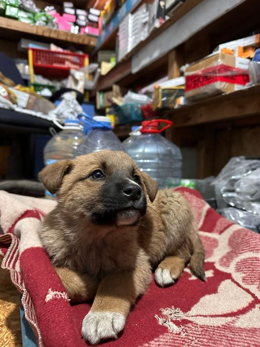 Щенок ищет семью срочно