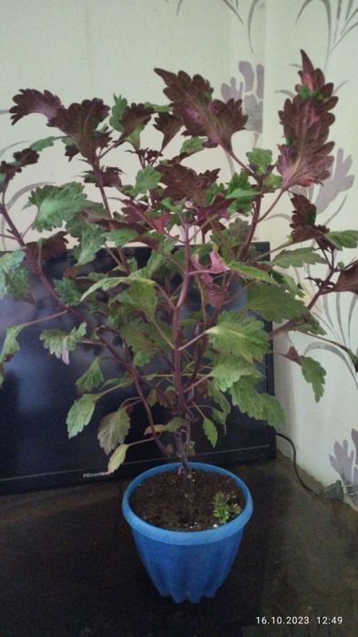 Колеусы  на продажу