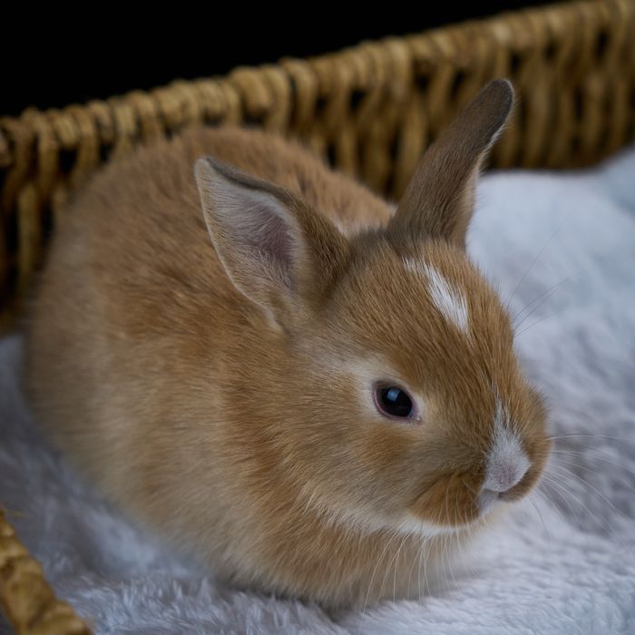 Продам декоративных кроликов.