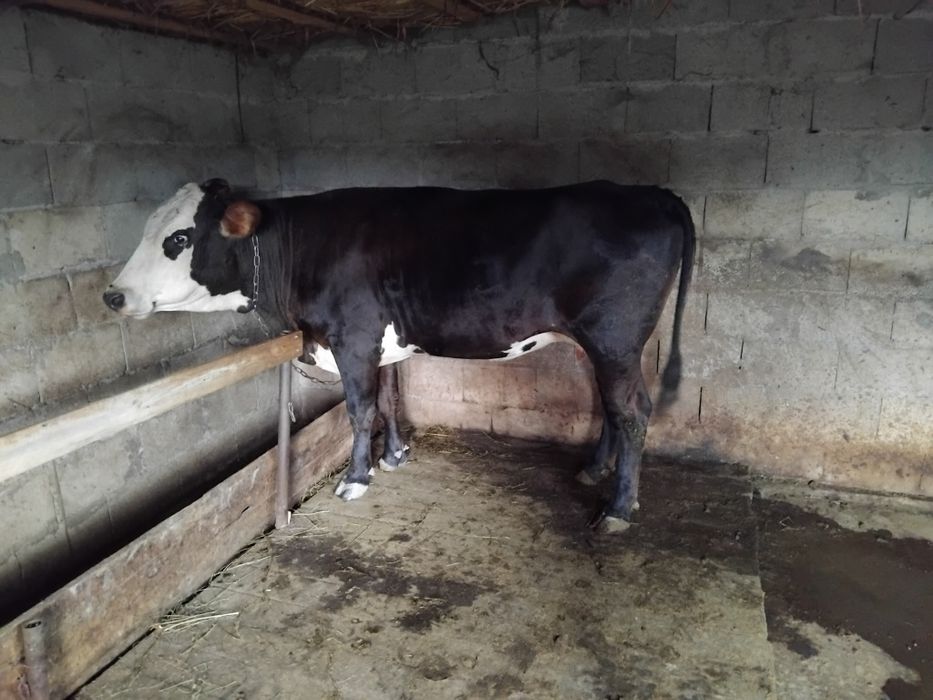 Продам  молодую корову