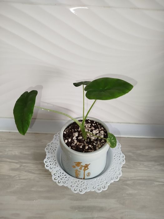 Alakaziya makro karpa