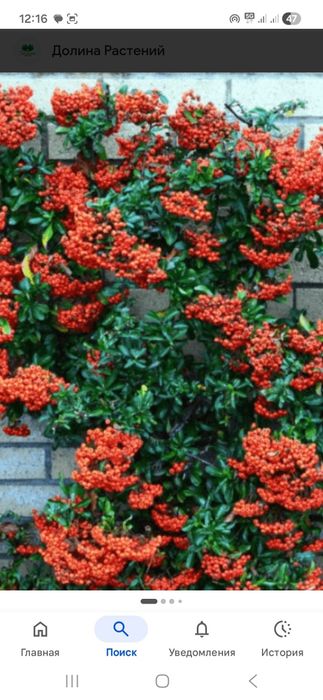 Продам кустарники