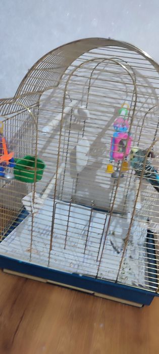 Продам попугая с клеткой