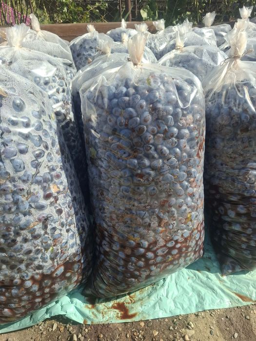 Prune bistritene