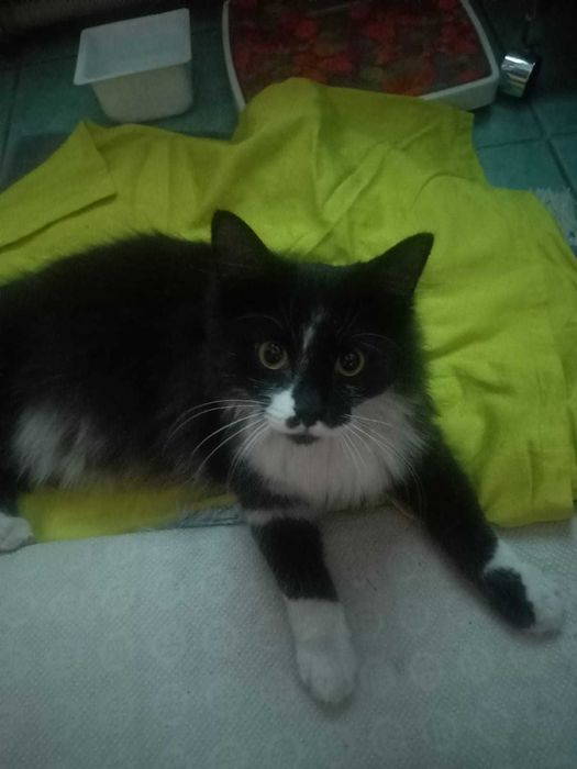 Отдам  пушистого котика