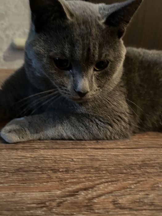 Пропал кот в районе 7 мкр