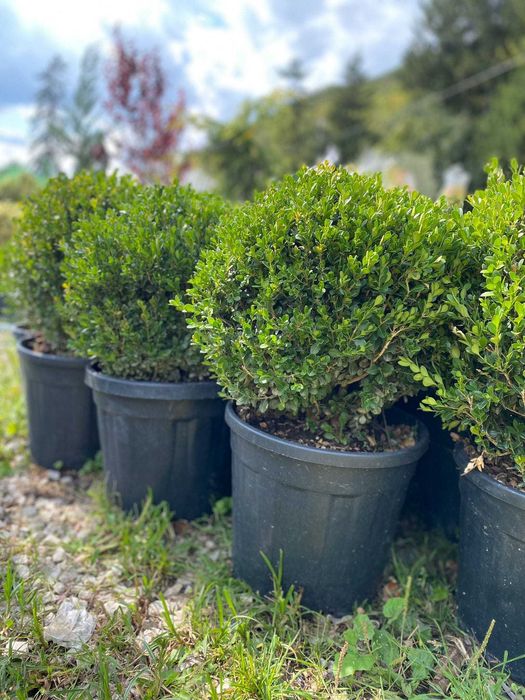 Plante ornamentale pentru spații comerciale