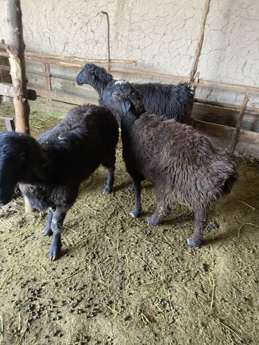 Баран бордакы жасынан аскан