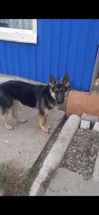 Восточно европейская овчарка