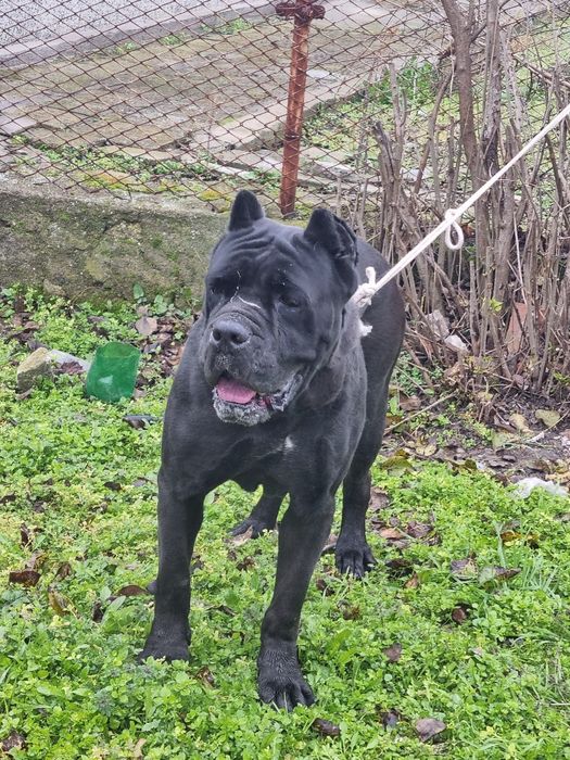 Kani kros jeska na 2 godinki