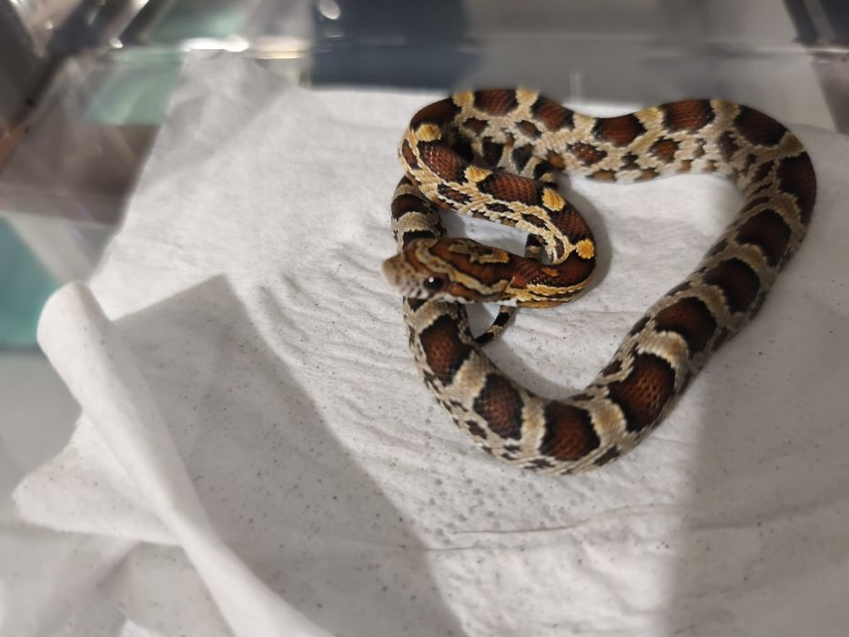 Продам маисового полоза