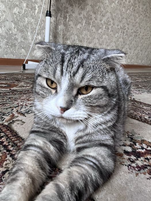 отдаю кота в добрые руки!