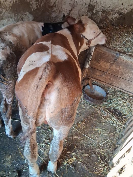 Vind doi viței baltati unu pe roșu la aproximativa la 230 kg și celalalt pe negru la 180 kg