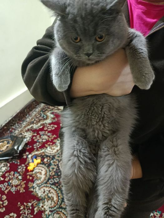 Продается породистый кот