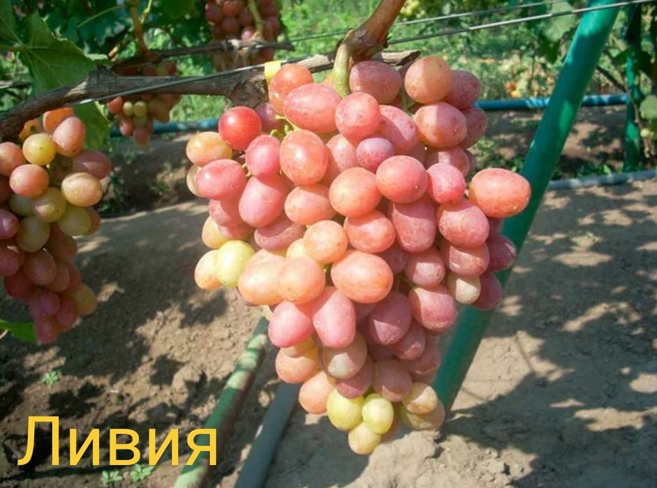 Виноград саженцы европейские сорта