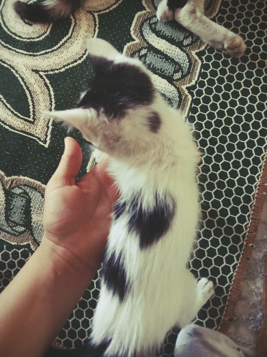 Котёнки 3 айлық бесплатно оддаю