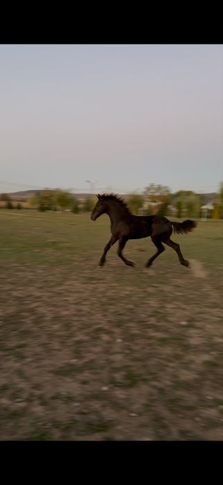 Manz frizian friesian  friz