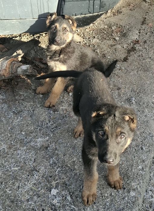 Отборные мальчик девочка.