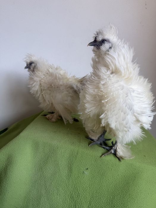 Pui mătase japoneza si japoneza zulufata