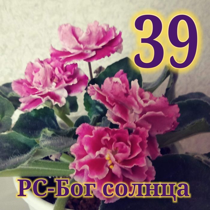 Продам сортовые фиалки
