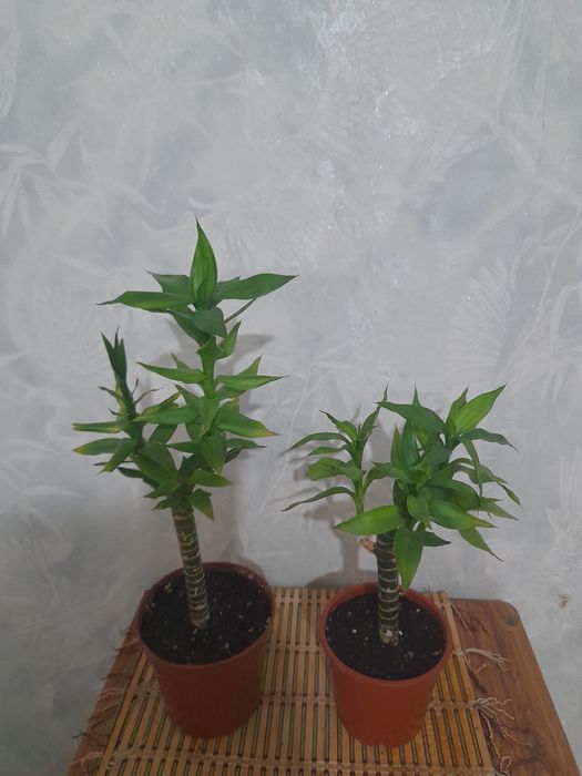 Комнатные цветы разные