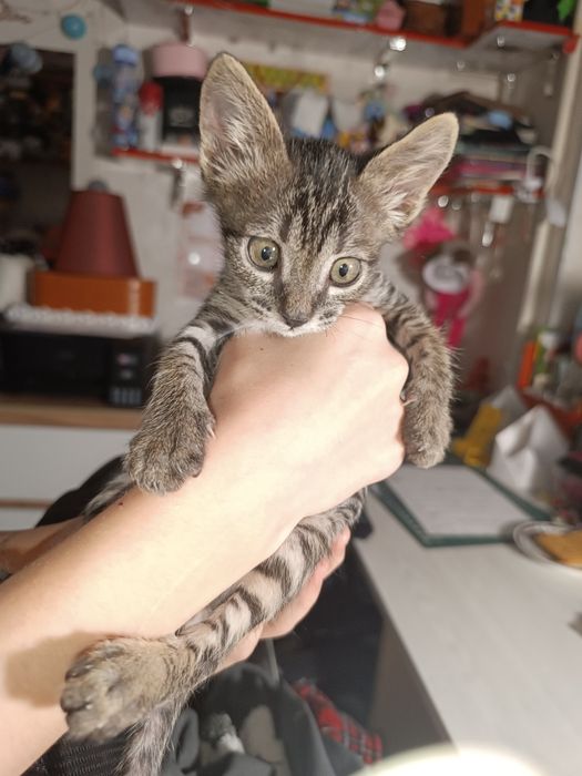 Котенок мальчик бесплатно