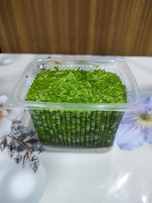 Аквариумные растения