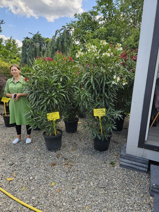 Leandru tufa sau copac superb plin de flori