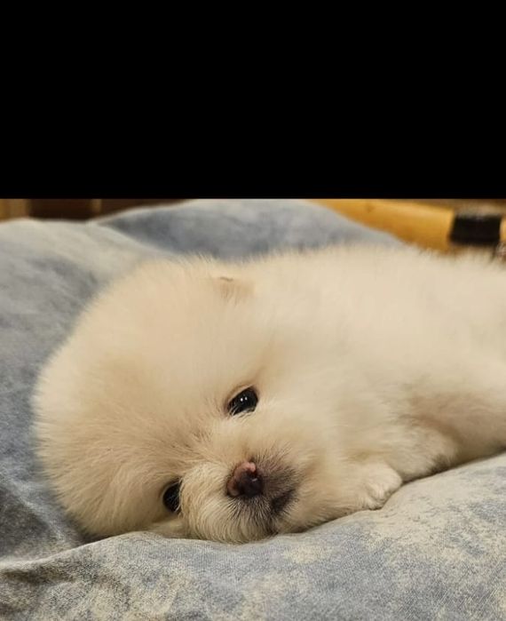 Продам маленьких шпицов