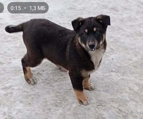 Отдам щенков в добрые руки.