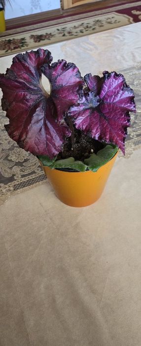 Xonaki gullar sotiladi