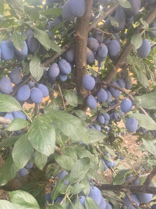 Vand prune pentru tuica