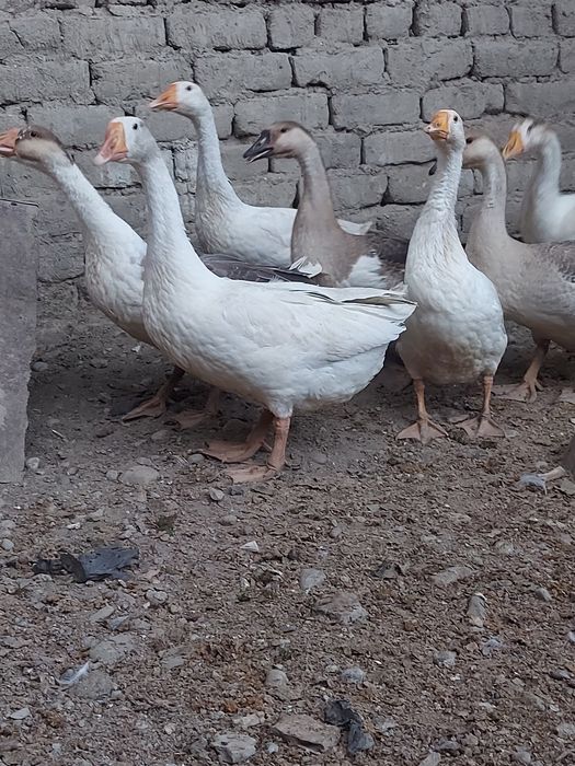 Goz sotiladi qrzon