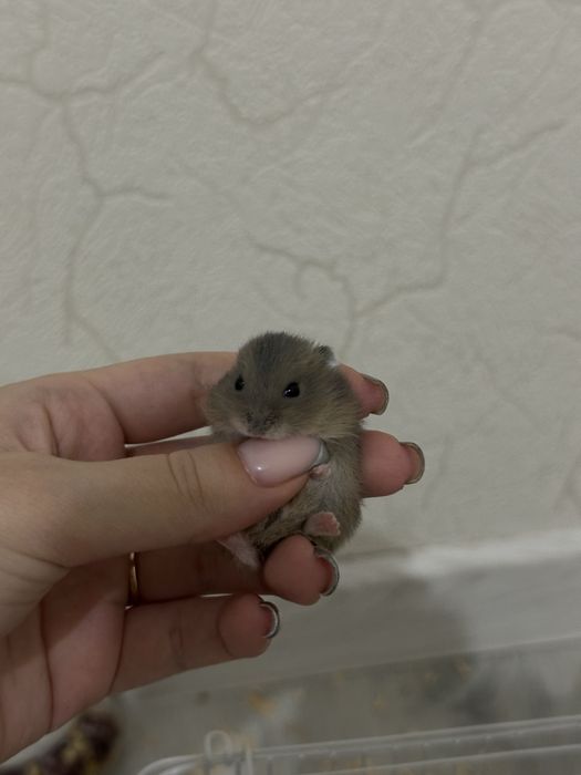 Продаю чистокровых хомяков