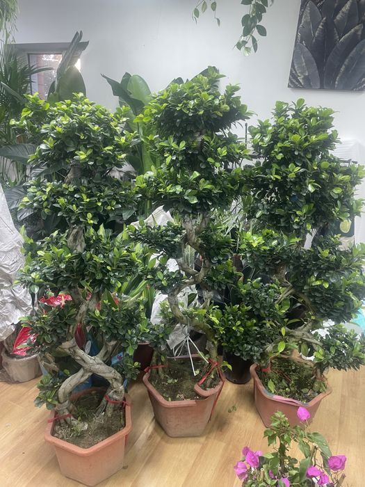 Бонсай Фикус гинг сенг