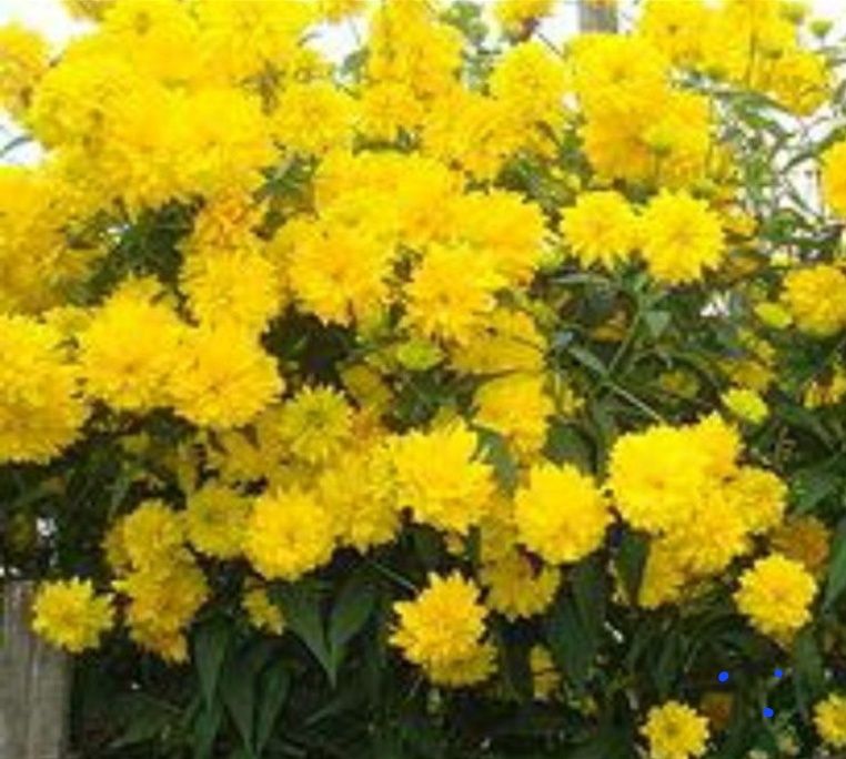 Цветы    цветы для сада