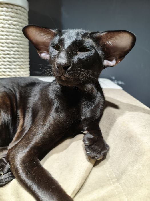 Ориентальные котята