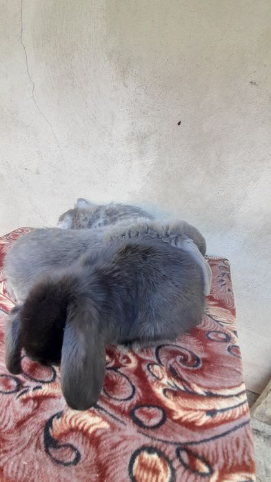 Vând pui iepuri berbec german