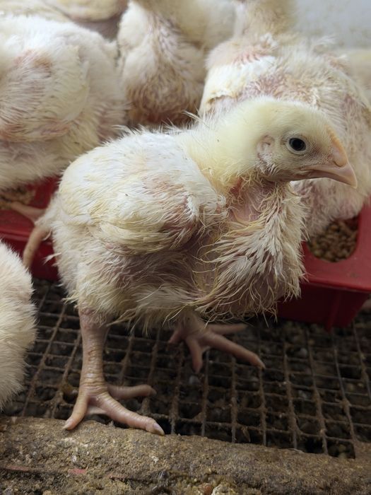 Бролеры 2 недели