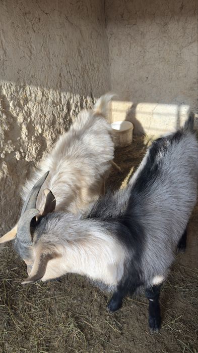 Текелер сатылады!