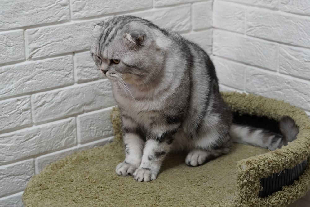 Вислоухий кот Вязка