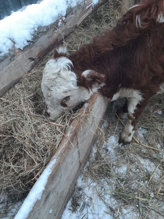 Еркек баспақ сатылады