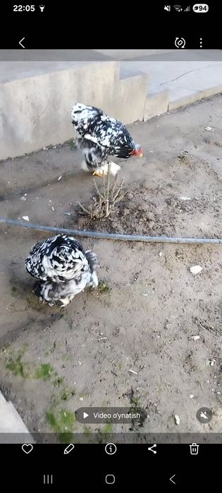 Miramir birama xuroz