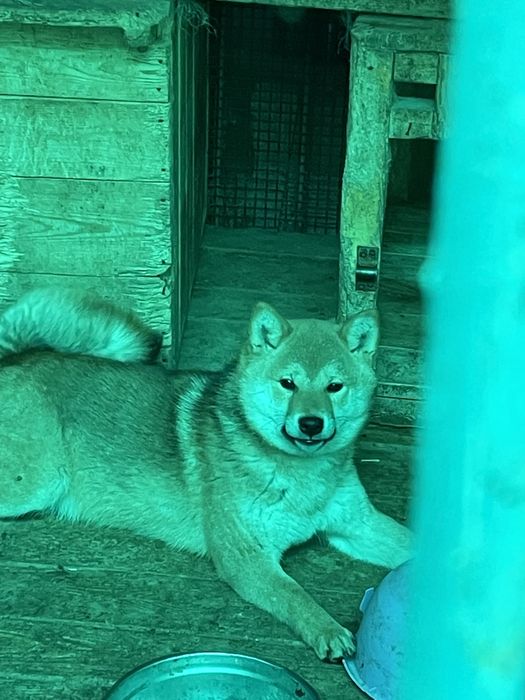 Японские сибы,щенки