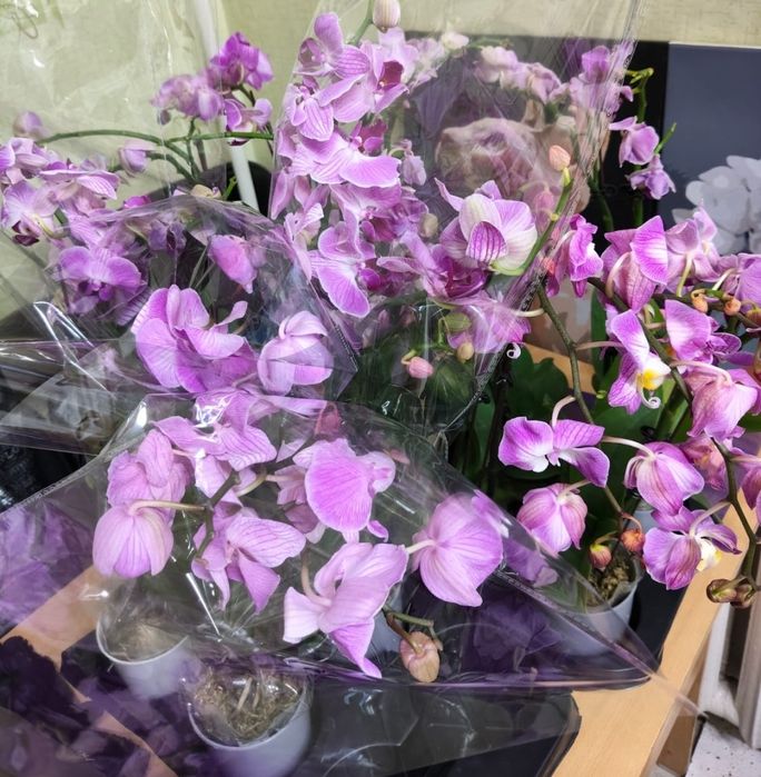 Орхидеи уценка, отцветашки