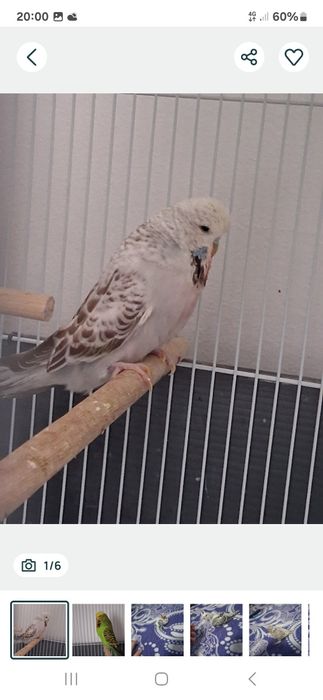 Perusi standard perchi formate