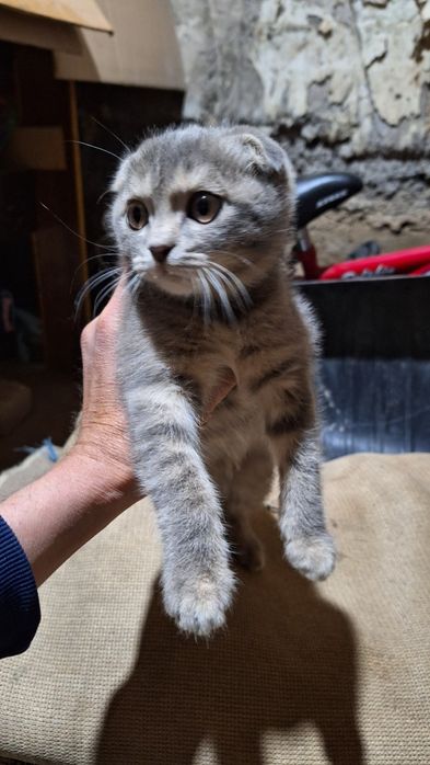 Jinsiy aloqa ayol qorqinchli