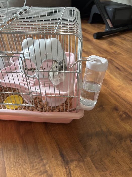 Продам хомяка с клеткой